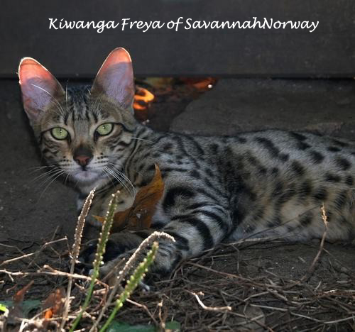 Kiwanga Freya of savannahNorway